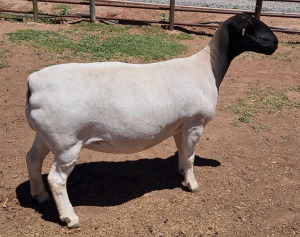 LOT 17 1X DORPER T5 EWE MICKEY PHILLIPS & SON