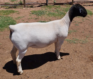 LOT 18 1X DORPER T5 EWE MICKEY PHILLIPS & SON