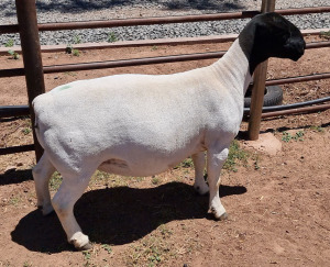 LOT 19 1X DORPER STUD EWE MICKEY PHILLIPS & SON