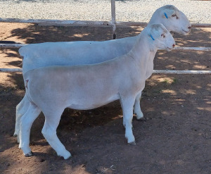 LOT 10 1+1X WHITE DORPER FLOCK EWE ASHLEY PHILLIPS WHTE DORPERS