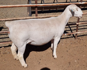 LOT 23 1X WHITE DORPER T5 EWE ASHLEY PHILLIPS WHTE DORPERS