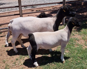 LOT 20 1X DORPER STUD EWE MICKEY PHILLIPS & SON