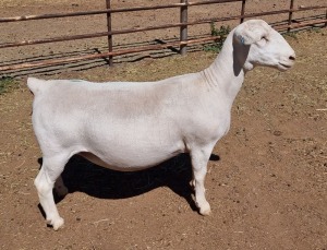 LOT 21 1X WHITE DORPER T5 EWE ASHLEY PHILLIPS WHTE DORPERS