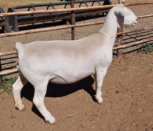 LOT 24 1X WHITE DORPER T5 EWE ASHLEY PHILLIPS WHTE DORPERS