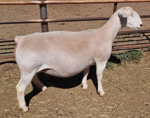 LOT 22 1X WHITE DORPER T5 EWE ASHLEY PHILLIPS WHTE DORPERS