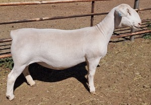 LOT 25 1X WHITE DORPER T5 EWE ASHLEY PHILLIPS WHTE DORPERS