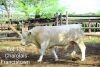 LOT 13A 1 x CHAROLAIS BULL Yuyi Francistown