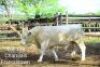 LOT 13A 1 x CHAROLAIS BULL Yuyi Francistown