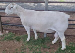 LOT 4 1X WHITE DORPER STUD RAM ASHLEY PHILLIPS WHTE DORPERS