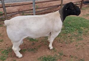 LOT 22 1X DORPER FLOCK RAM MICKEY PHILLIPS & SON