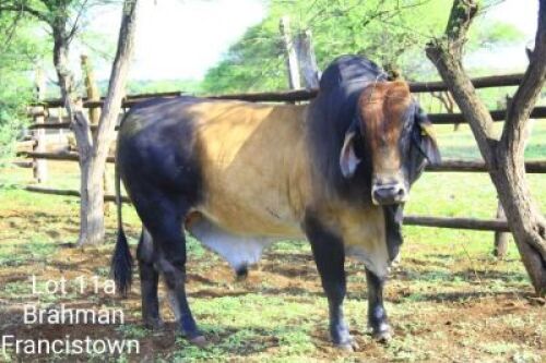 LOT 11A 1 x BRAHMAN BULL Yuyi Francistown