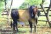 LOT 11A 1 x BRAHMAN BULL Yuyi Francistown