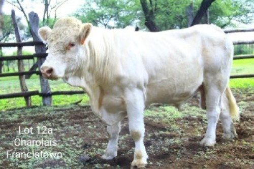 LOT 12A 1 x CHAROLAIS BULL Yuyi Francistown