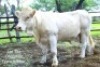 LOT 12A 1 x CHAROLAIS BULL Yuyi Francistown