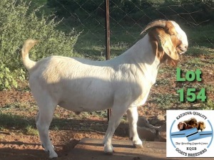 LOT 154 1 x BOER GOAT BUCK Toy Katjihova