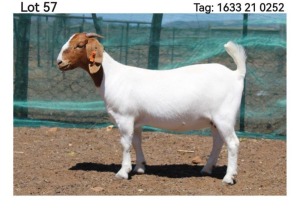 LOT 57 1X BOER GOAT FLOCK DOE MON DESIR BOERBOEK STOET