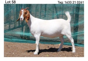 LOT 58 1X BOER GOAT FLOCK DOE MON DESIR BOERBOEK STOET