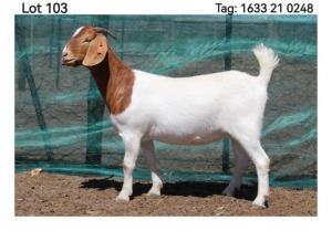 LOT 103 1X BOER GOAT FLOCK DOE MON DESIR BOERBOEK STOET