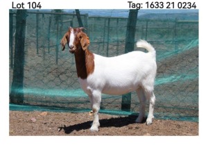 LOT 104 1X BOER GOAT FLOCK DOE MON DESIR BOERBOEK STOET