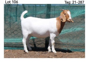 LOT 106 1X BOER GOAT FLOCK DOE MON DESIR BOERBOEK STOET