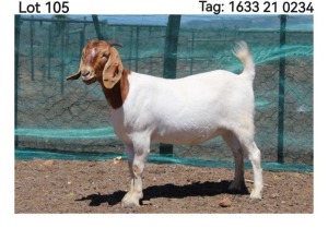 LOT 105 1X BOER GOAT PREGNANT FLOCK DOE MON DESIR BOERBOEK STOET