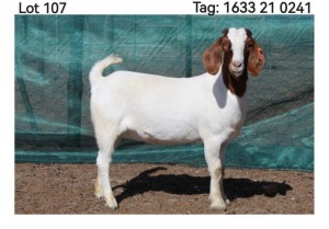 LOT 107 1X BOER GOAT PREGNANT FLOCK DOE MON DESIR BOERBOEK STOET