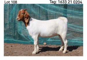 WITHDRAWN - LOT 108 1X BOER GOAT DOE MON DESIR BOERBOEK STOET