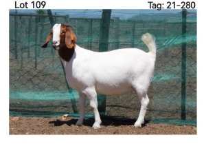 WITHDRAWN - LOT 109 1X BOER GOAT DOE MON DESIR BOERBOEK STOET