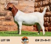 LOT 59 1X BOER GOAT FLOCK DOE THE FALLS BOERGOAT STUD