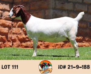 LOT 111 1X BOER GOAT PREGNANT FLOCK DOE THE FALLS BOERGOAT STUD