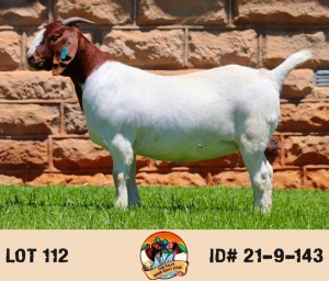 LOT 112 1X BOER GOAT FLOCK DOE THE FALLS BOERGOAT STUD