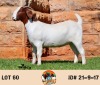 LOT 60 1X BOER GOAT FLOCK DOE THE FALLS BOERGOAT STUD