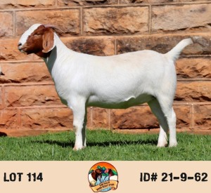 LOT 114 1X BOER GOAT FLOCK DOE THE FALLS BOERGOAT STUD