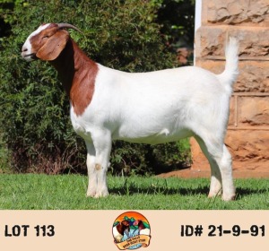 LOT 113 1X BOER GOAT FLOCK DOE THE FALLS BOERGOAT STUD