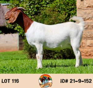 LOT 116 1X BOER GOAT PREGNANT STUD DOE THE FALLS BOERGOAT STUD