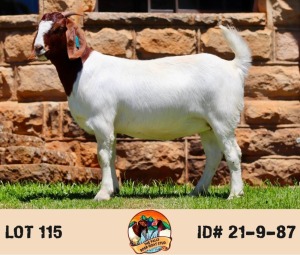 LOT 115 1X BOER GOAT PREGNANT FLOCK DOE THE FALLS BOERGOAT STUD