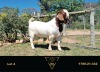 LOT 4 1X BOER GOAT FLOCK RAM ERIK MEYER BOERBOK STOET