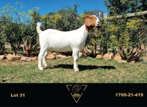 LOT 31 1X BOER GOAT P/S DOE ERIK MEYER BOERBOK STOET