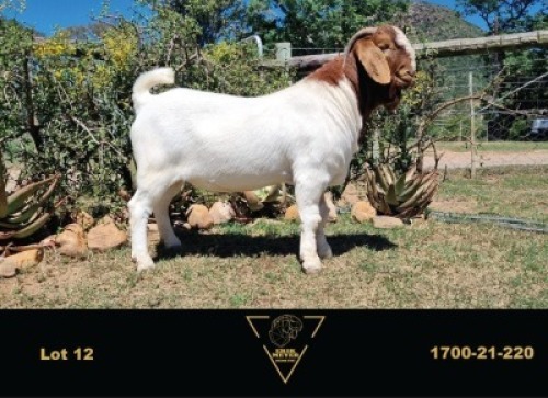 WITHDRAWN - LOT 12 1X BOER GOAT RAM ERIK MEYER BOERBOK STOET