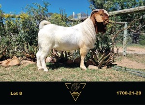 WITHDRAWN - LOT 8 1X BOER GOAT RAM ERIK MEYER BOERBOK STOET