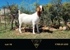 LOT 75 1X BOER GOAT FLOCK DOE ERIK MEYER BOERBOK STOET