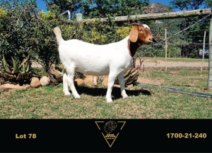 LOT 78 1X BOER GOAT FLOCK DOE ERIK MEYER BOERBOK STOET