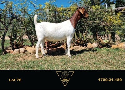 LOT 76 1X BOER GOAT FLOCK DOE ERIK MEYER BOERBOK STOET