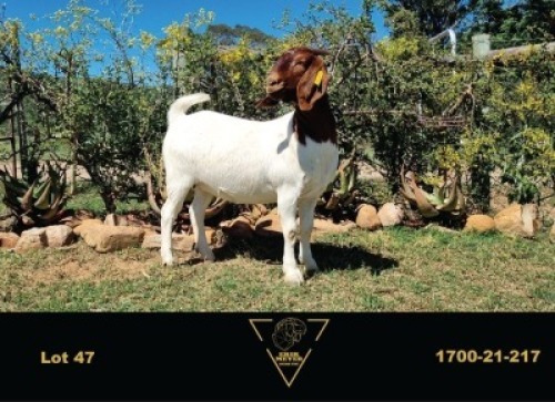 LOT 47 1X BOER GOAT FLOCK DOE ERIK MEYER BOERBOK STOET