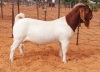 LOT 2 1X BOER GOAT FLOCK BUCK WITSAND BOERBOKSTOET