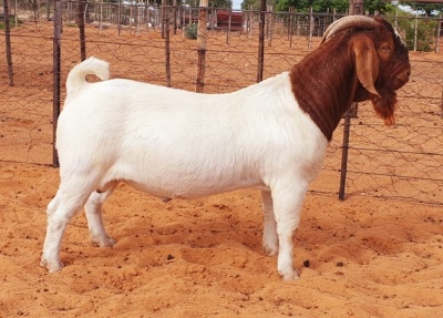 LOT 2 1X BOER GOAT FLOCK BUCK WITSAND BOERBOKSTOET