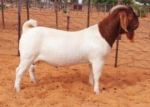 LOT 2 1X BOER GOAT FLOCK BUCK WITSAND BOERBOKSTOET