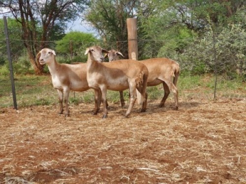LOT 140 2X MEATMASTER OOI/EWE THABA MEATMASTERS(PER STUK OM LOT TE NEEM/PER PIECE TO TAKE THE LOT)