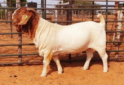 LOT 11 1X BOER GOAT FLOCK BUCK WITSAND BOERBOKSTOET