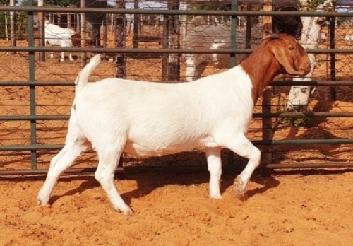 LOT 26 1X BOER GOAT STUD DOE WITSAND BOERBOKSTOET